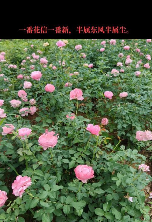 欧洲月季花语是什么？它传递了哪些情感？