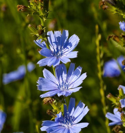 蓝色菊苣的花语是什么？