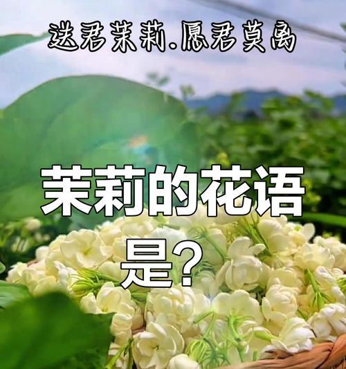 茉莉花语大全包含哪些含义？