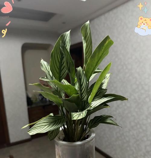 飞燕竹芋的花语有何特别之处？