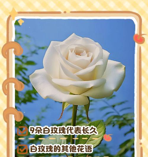 北京花语玫瑰有什么特别含义？