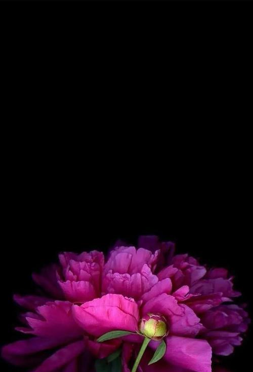 黑色花卉的花语大全是什么？
