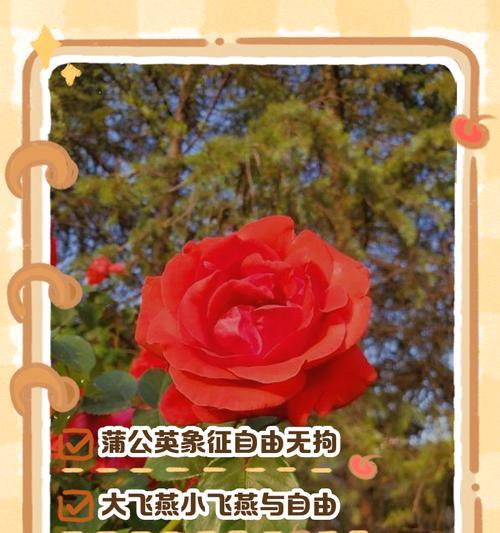 花语中哪些是表示朋友的？