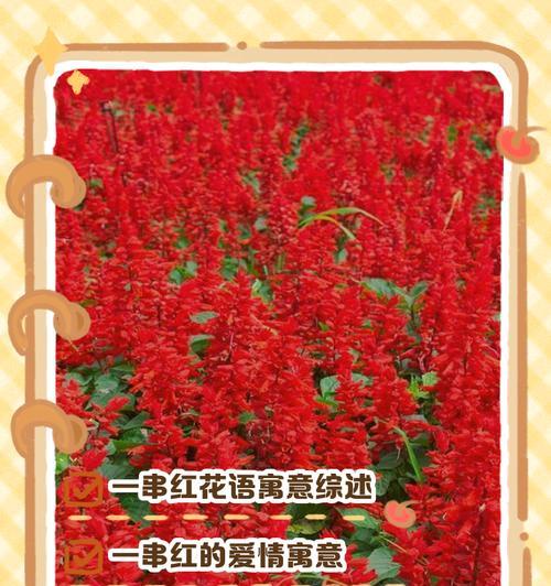花语中哪些是表示朋友的？
