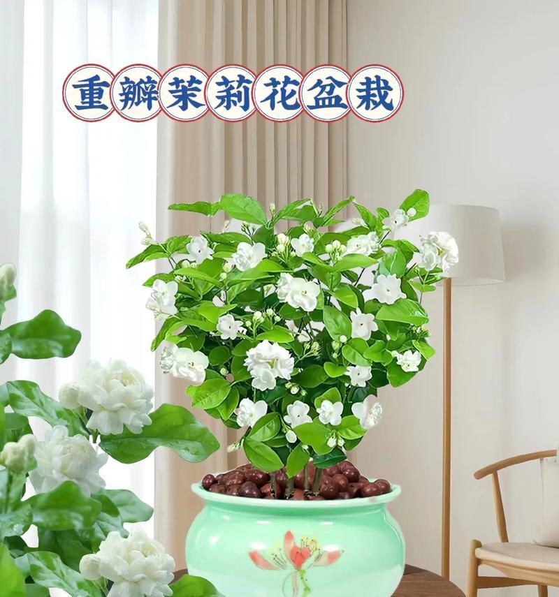推荐盆栽的花语有哪些？