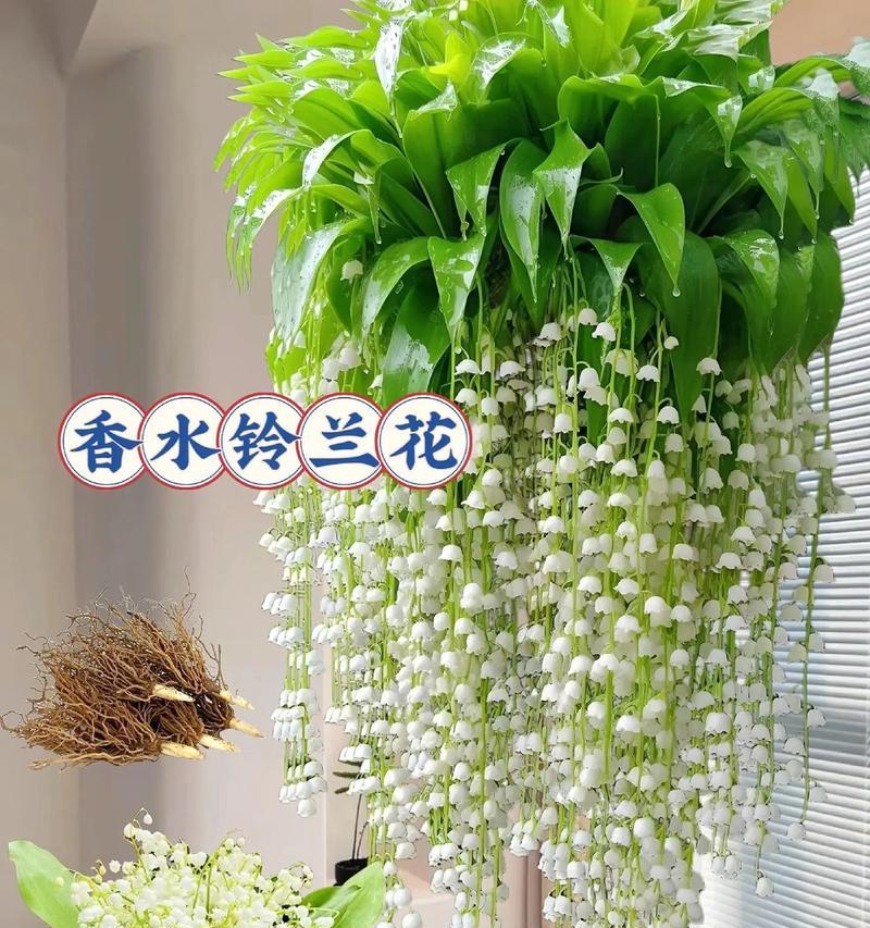 推荐盆栽的花语有哪些？