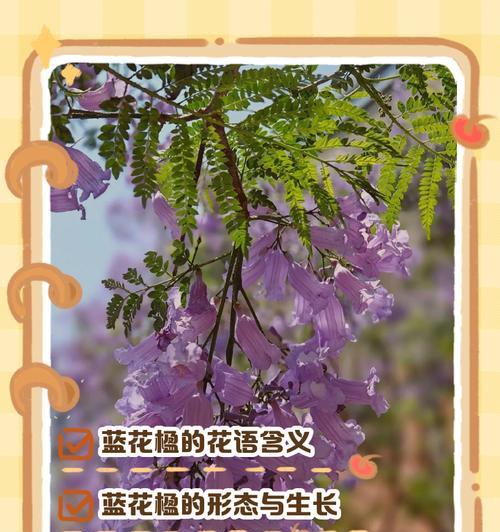 花语如何寄托情感？