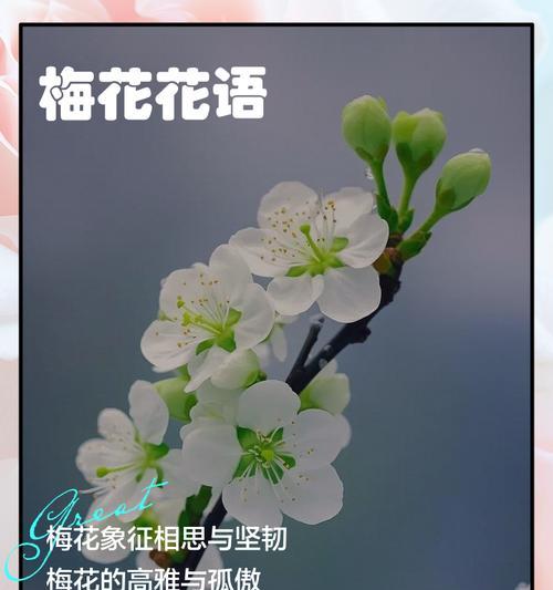 花语如何寄托情感？