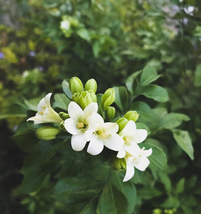 花语如何寄托情感？