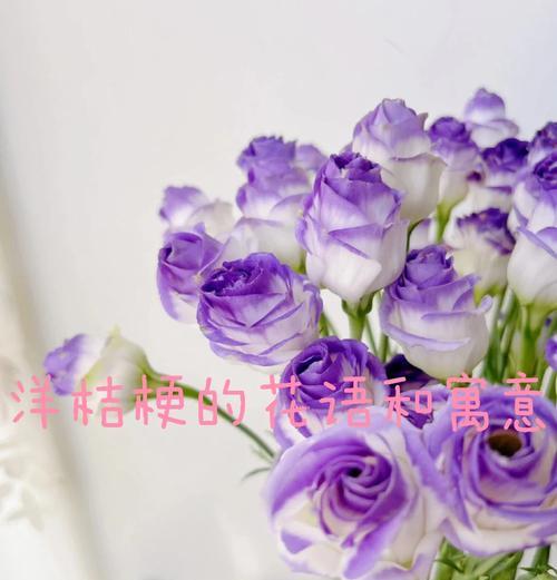 阳桔梗的花语是什么？