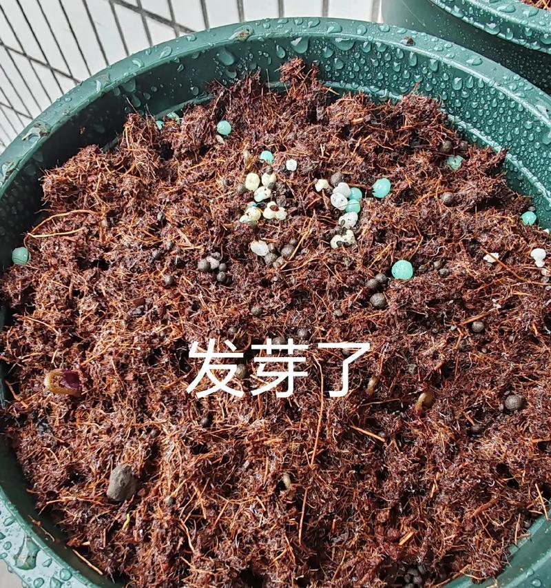 酢浆草的花语代表什么？