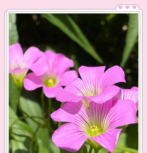 酢浆草的花语代表什么？