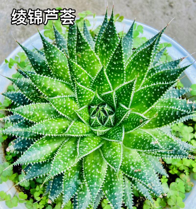 龙骨花的花语大全是什么？