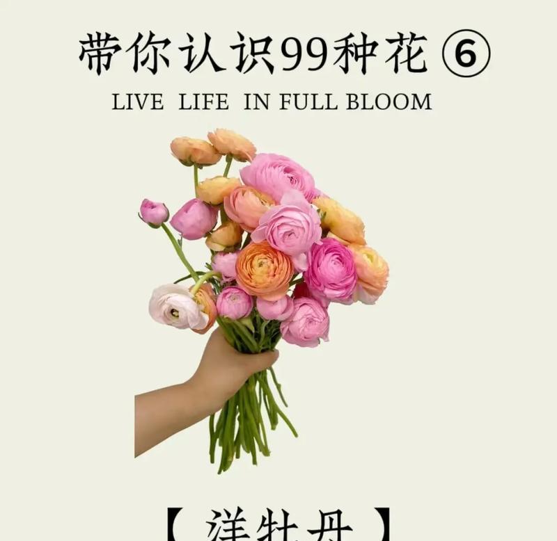 白花毛茛的花语有何寓意？