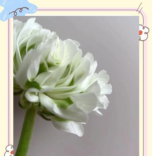 白花毛茛的花语有何寓意？