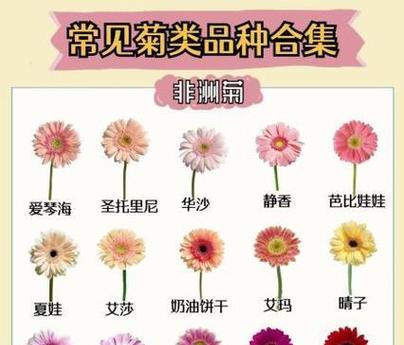 植物文化中的花语有哪些？