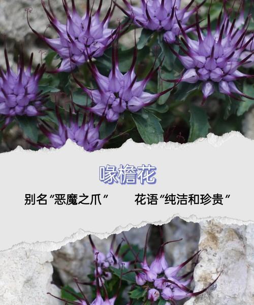植物文化中的花语有哪些？