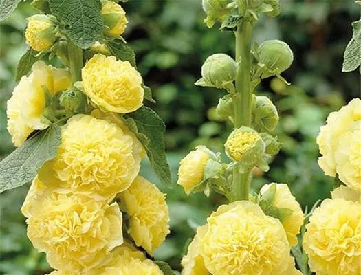 花语中的勇气象征是什么？如何用花语表达勇气？