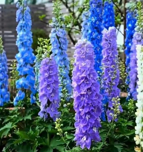 浅蓝飞燕的花语是什么？浅蓝飞燕花语有何深意？