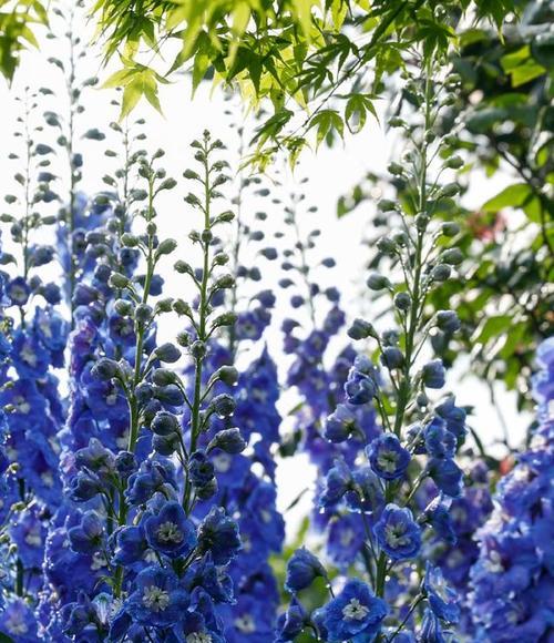 浅蓝飞燕的花语是什么？浅蓝飞燕花语有何深意？