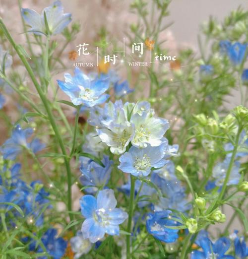 浅蓝飞燕的花语是什么？浅蓝飞燕花语有何深意？