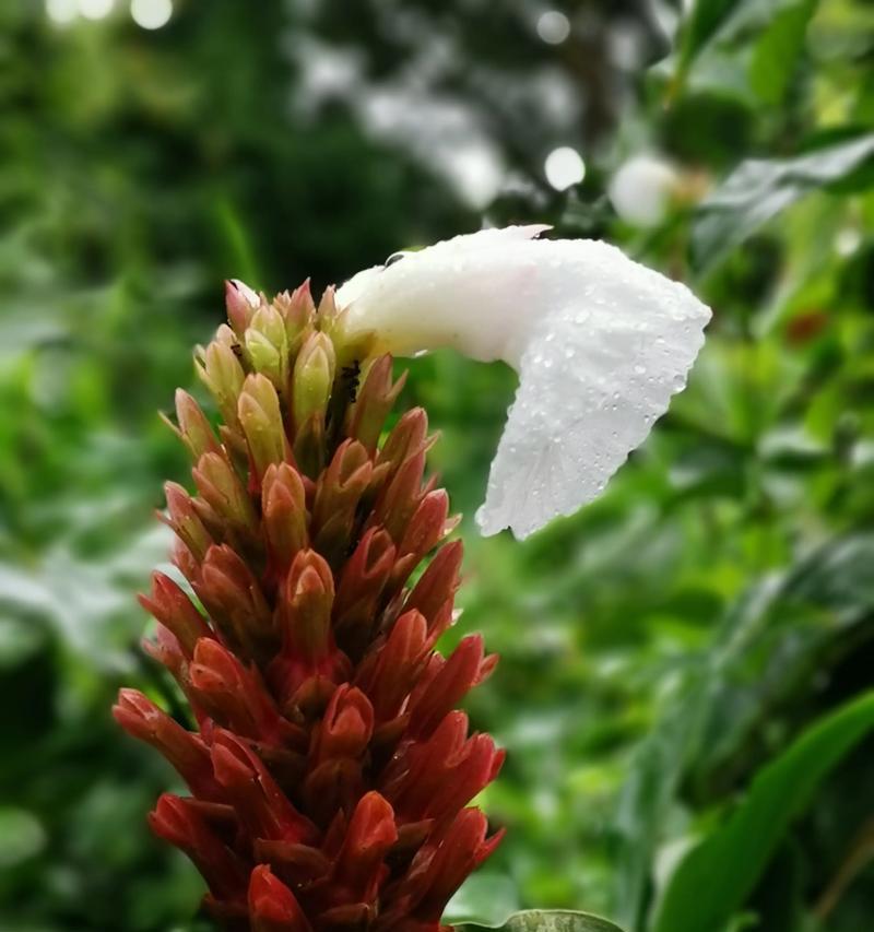 金手指的花语是什么？金手指花语有何特别之处？