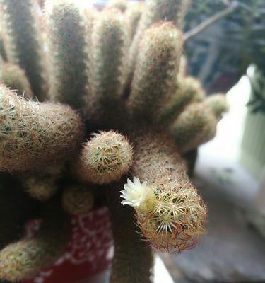 金手指的花语是什么？金手指花语有何特别之处？