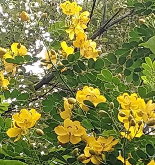 黄花槐的花语是什么？黄花槐花语有何寓意？