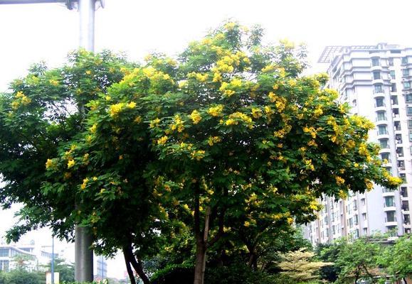 黄花槐的花语是什么？黄花槐花语有何寓意？