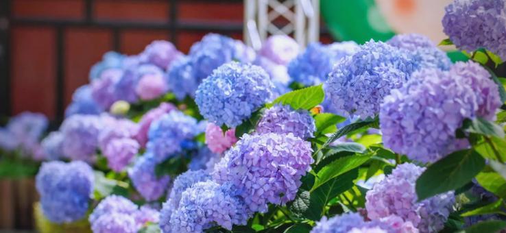 秀花球的花语是什么？秀花球花语有何含义？