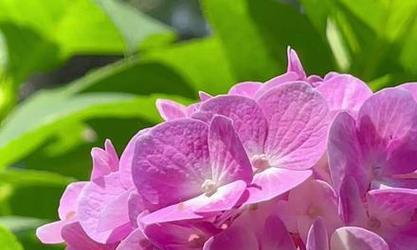 团圆吉祥的花语是什么？团圆吉祥花语有何寓意？