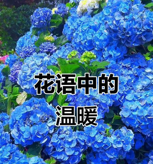 团圆吉祥的花语是什么？团圆吉祥花语有何寓意？