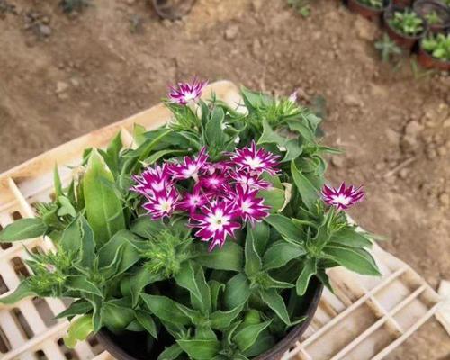 繁星花的花语是什么？繁星花花语有何特别之处？