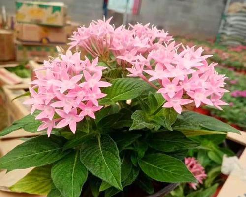 繁星花的花语是什么？繁星花花语有何特别之处？