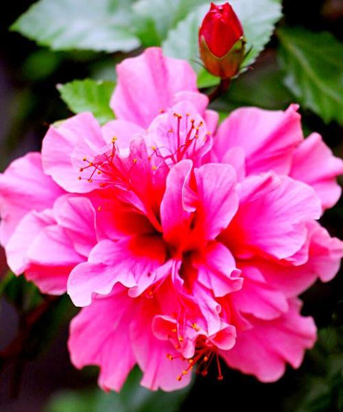 粉色朱槿的花语是什么？粉色朱槿花语有何含义？