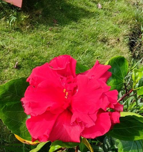 粉色朱槿的花语是什么？粉色朱槿花语有何含义？