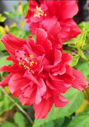 粉色朱槿的花语是什么？粉色朱槿花语有何含义？