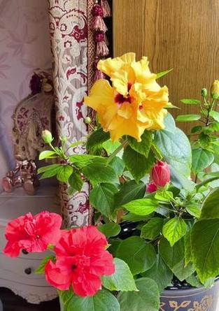 木槿荼蘼的花语是什么？木槿荼蘼花语有何深意？