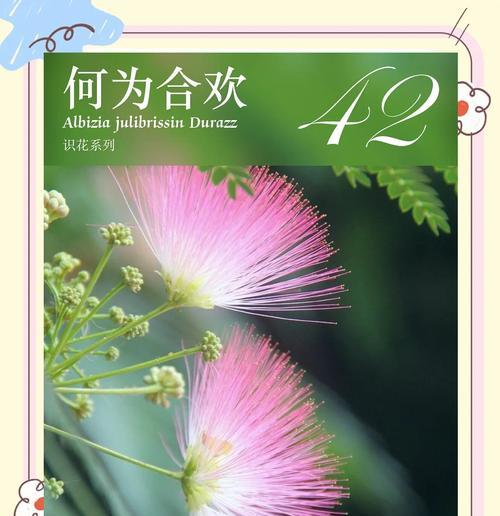 花期等待的花语是什么？花期等待花语有何寓意？