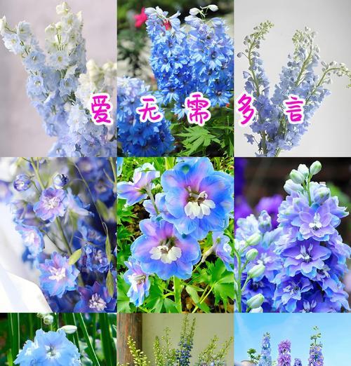 花开健康的花语是什么？花开健康花语有何含义？