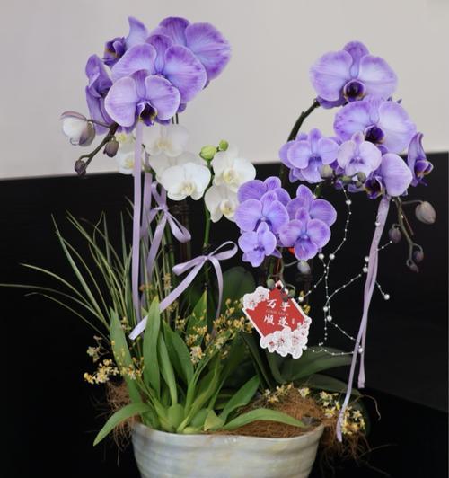 彩虹兰草的花语是什么？彩虹兰草花语有何特别之处？