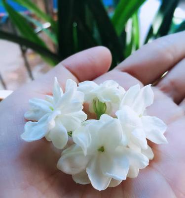 翡翠钻石的花语是什么？翡翠钻石花语有何含义？