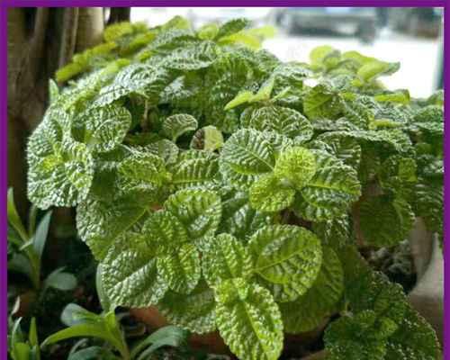 欧洲香草的花语是什么？欧洲香草花语有何寓意？