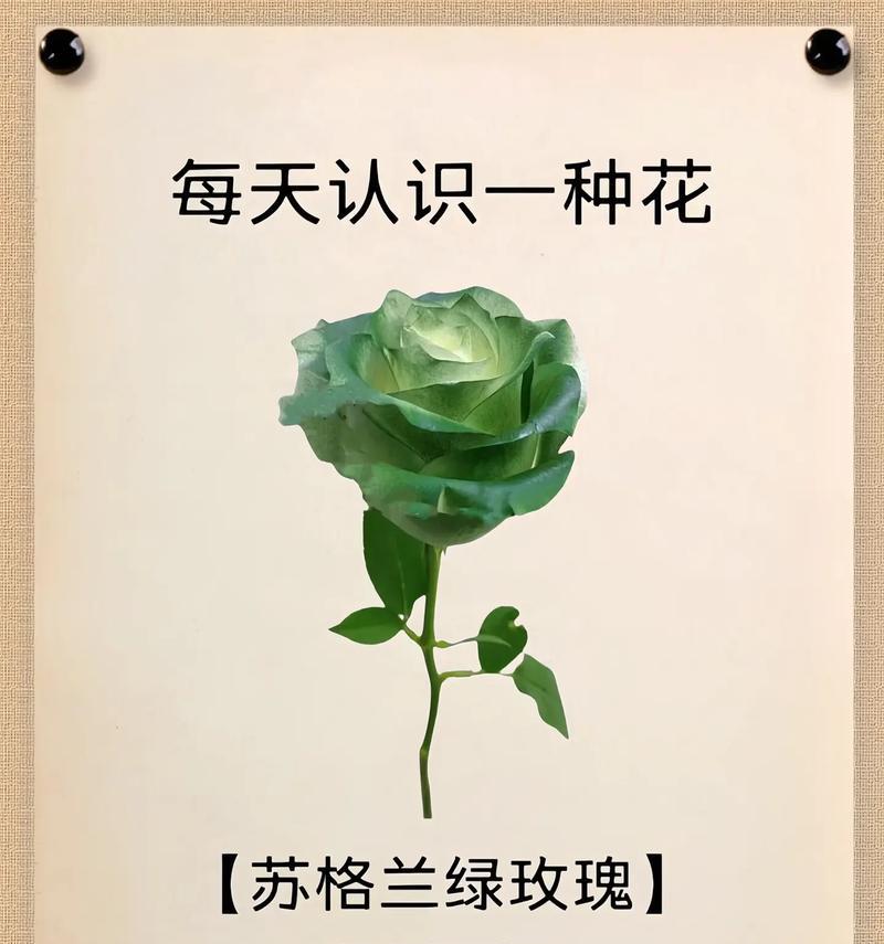 吊挂金钟的花语是什么？吊挂金钟花语有何特别之处？