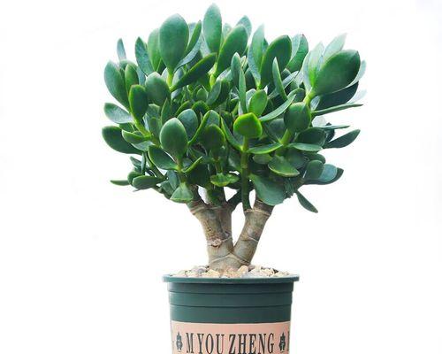 玉树植物的花语是什么？玉树植物花语有何深意？