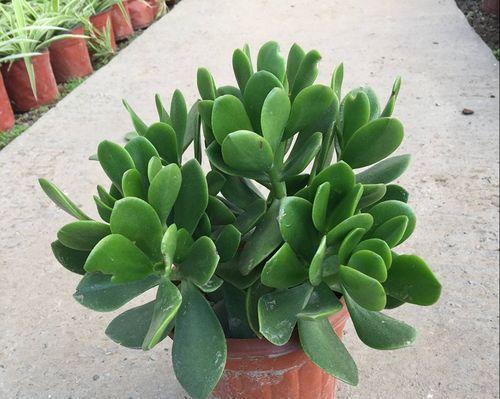玉树植物的花语是什么？玉树植物花语有何深意？
