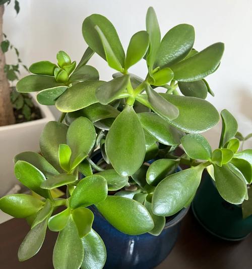 玉树植物的花语是什么？玉树植物花语有何深意？