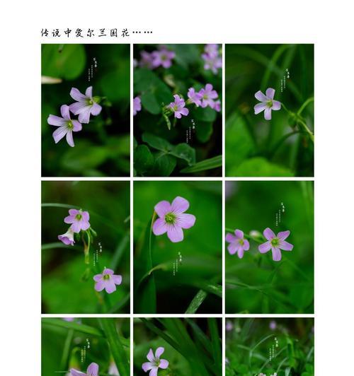 酢浆草花语寓意吉祥吗？