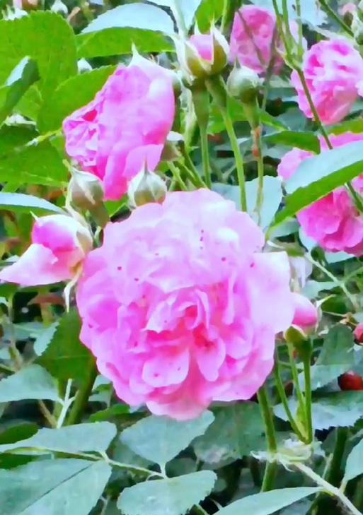 丝棉木花语是什么？