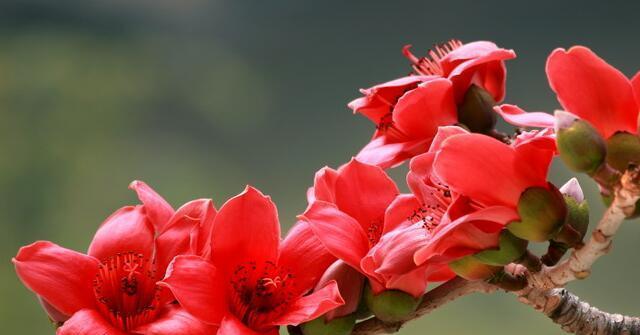丝棉木花语是什么？
